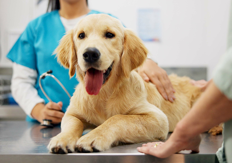 千金難買早知道 – 絕育要趁早