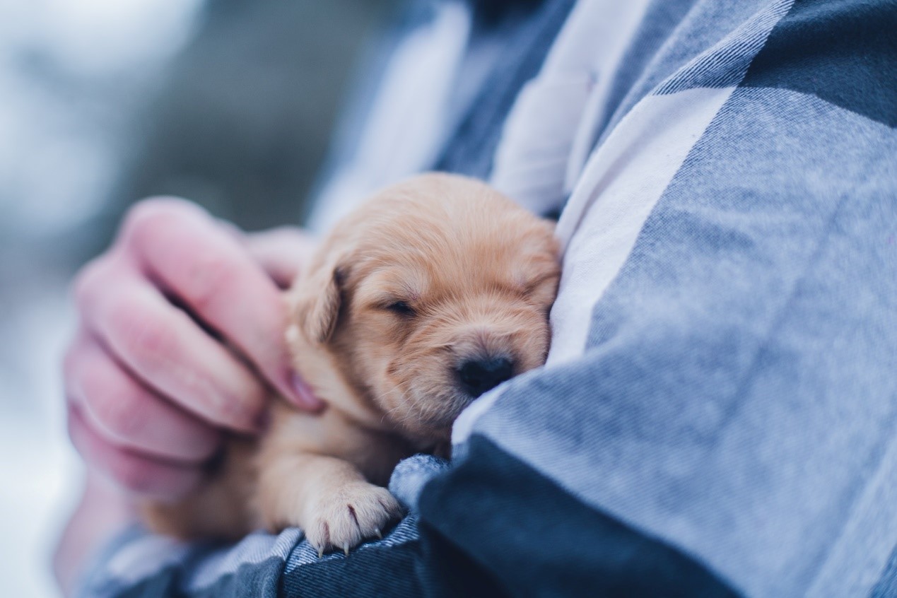 撿到幼犬/貓怎麼辦?救援前你可以這樣做