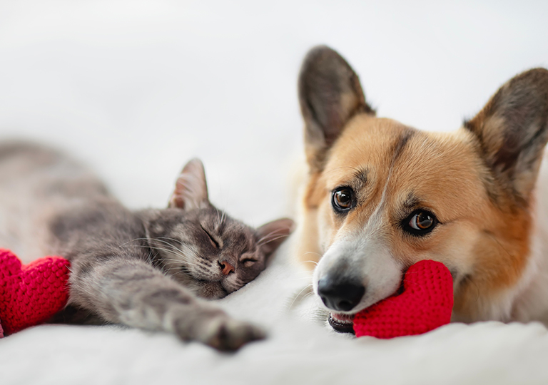 適當的藥物可以減緩犬貓進醫院的情緒