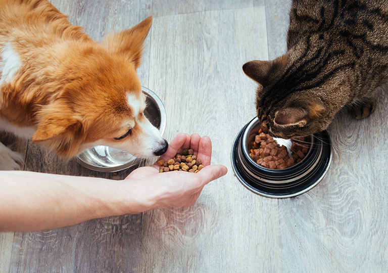 飼料選擇應考量犬貓需求