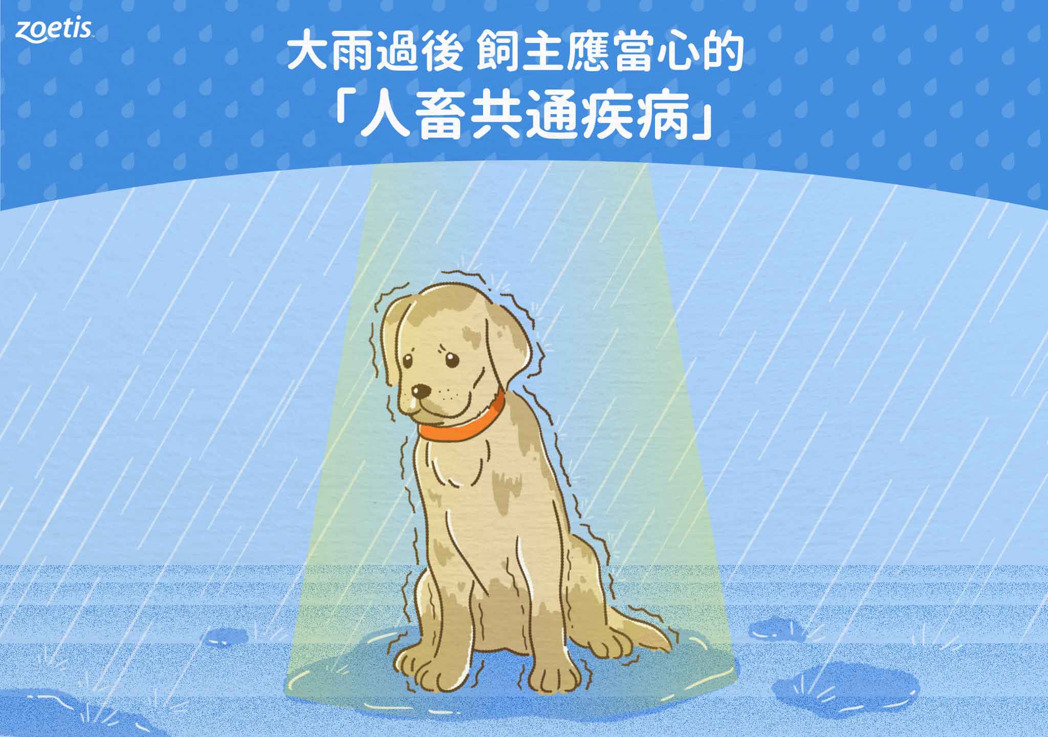 鉤端螺旋體 人畜共通疾病 犬10合1疫苗